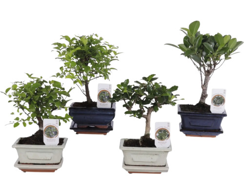 Čtyři různé pokojové rostliny bonsai v dekorativních keramických miskách s ladícími podmisky.