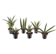 Sansevieria mix, různé odrůdy tchynina jazyka v černých plastových květináčích.