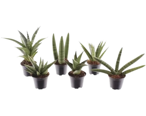 Sansevieria mix, různé odrůdy tchynina jazyka v černých plastových květináčích.