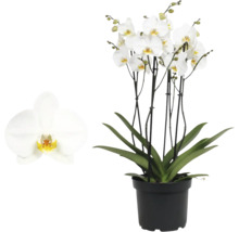 Orchidej Phalaenopsis s bílými květy a zelenými listy v černém plastovém květináči.