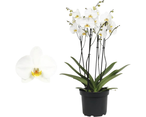 Orchidej Phalaenopsis s bílými květy a zelenými listy v černém plastovém květináči.