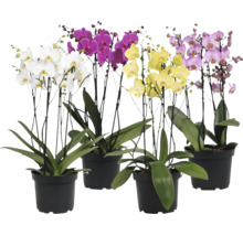 Čtyři orchideje Phalaenopsis v černých květináčích s různobarevnými květy a zelenými listy.