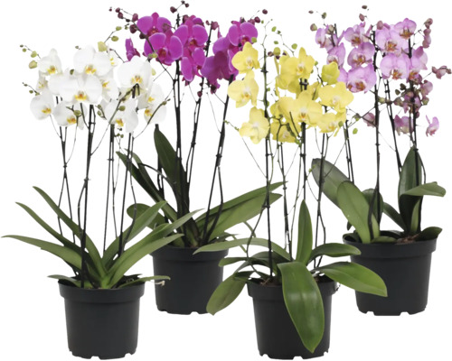 Čtyři orchideje Phalaenopsis v černých květináčích s různobarevnými květy a zelenými listy.