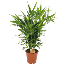 Zelená palma zlatoplodá v hnědém plastovém květináči s Foodieplant Logo.