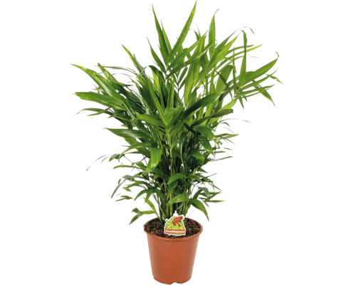 Zelená palma zlatoplodá v hnědém plastovém květináči s Foodieplant Logo.