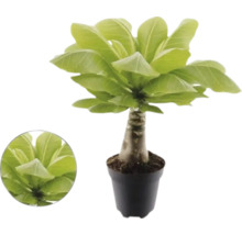Havajská palma Brighamia insignis v květináči s tlustým kmenem a širokými zelenými listy.