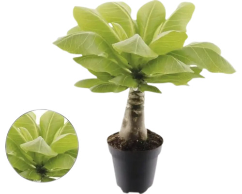 Havajská palma Brighamia insignis v květináči s tlustým kmenem a širokými zelenými listy.