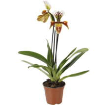 Orchidej Střevíčník Paphiopedilum v květináči se dvěma květy a listy.