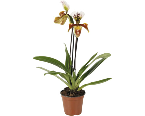 Orchidej Střevíčník Paphiopedilum v květináči se dvěma květy a listy.