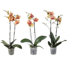 Tři orchideje Phalaenopsis se dvěma stonky v průhledných plastových květináčích.