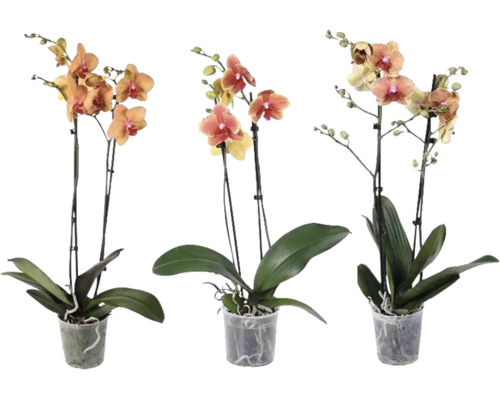 Tři orchideje Phalaenopsis se dvěma stonky v průhledných plastových květináčích.