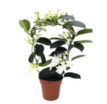 Stephanotis floribunda věncovec v květináči s oporou a bílými květy.