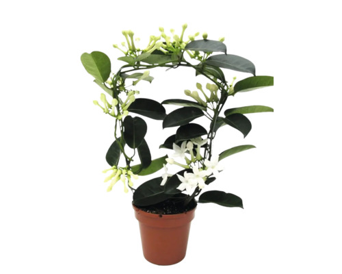 Stephanotis floribunda věncovec v květináči s oporou a bílými květy.