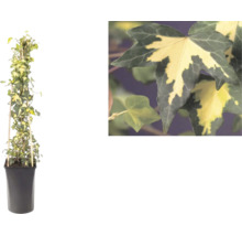 Pestrý břečťan, Hedera helix, na bambusové opoře v květináči s detailem dvoubarevných listů.