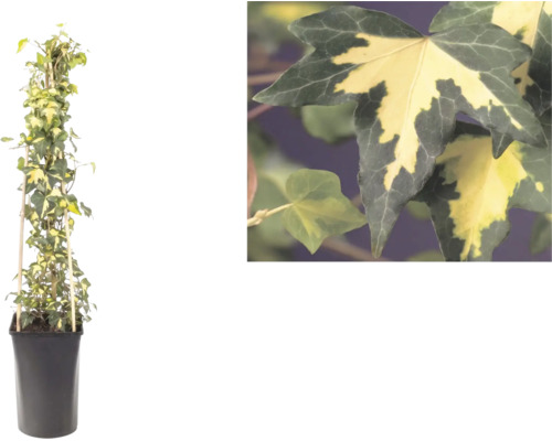 Pestrý břečťan, Hedera helix, na bambusové opoře v květináči s detailem dvoubarevných listů.