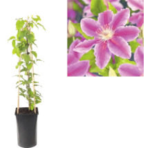 Plamének Clematis v černém květináči s bambusovou oporou a detailní záběr fialového květu.