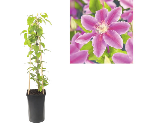 Plamének Clematis v černém květináči s bambusovou oporou a detailní záběr fialového květu.