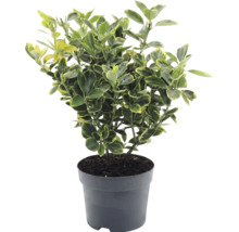 Brslen japonský Euonymus japonicus v plastovém květináči se žlutozelenými panašovanými listy.