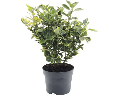 Brslen japonský Euonymus japonicus v plastovém květináči se žlutozelenými panašovanými listy.