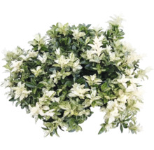 Brslen japonský Euonymus japonicus s panašovanými listy.
