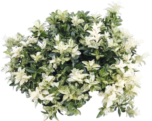 Brslen japonský Euonymus japonicus s panašovanými listy.