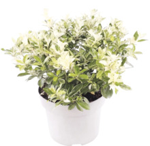 Pittosporum tenuifolium s bílo-zelenými panašovanými listy v bílém květináči.