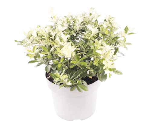 Pittosporum tenuifolium s bílo-zelenými panašovanými listy v bílém květináči.