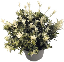 Brslen japonský Euonymus japonicus v šedém květináči se zelenými listy a bílými výhonky.