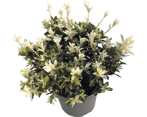 Brslen japonský Euonymus japonicus v šedém květináči se zelenými listy a bílými výhonky.