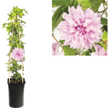 Clematis plamének s plnokvětými růžovými květy v černém květináči s dřevěnou oporou a detailem květu.