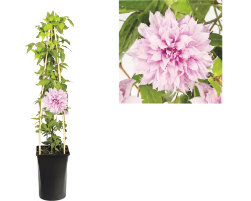 Clematis plamének s plnokvětými růžovými květy v černém květináči s dřevěnou oporou a detailem květu.