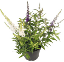 Komule Davidova Buddleja davidii s květy tří různých barev v černém plastovém květináči.