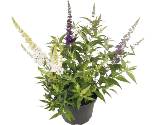 Komule Davidova Buddleja davidii s květy tří různých barev v černém plastovém květináči.