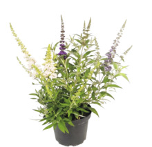 Komule Davidova Buddleja davidii s různobarevnými květy v černém květináči.