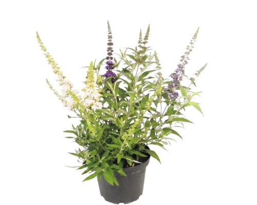 Komule Davidova Buddleja davidii s různobarevnými květy v černém květináči.