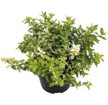 Brslen Fortuneův Euonymus fortunei v černém květináči s panašovanými listy.