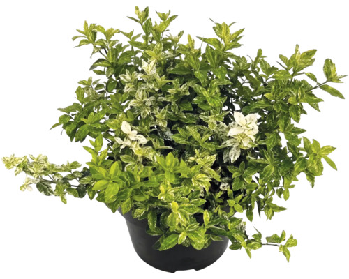 Brslen Fortuneův Euonymus fortunei v černém květináči s panašovanými listy.