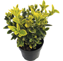 Brslen Fortuneův Euonymus fortunei Emerald Gold se žluto-zelenými listy v černém květináči.