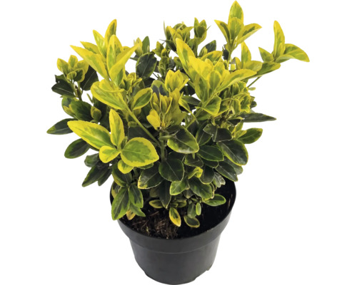 Brslen Fortuneův Euonymus fortunei Emerald Gold se žluto-zelenými listy v černém květináči.