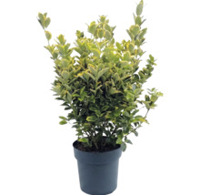 Brslen Fortuneův Euonymus fortunei v květináči, stálezelený, pestrolistý.