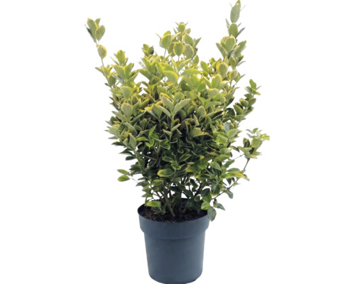 Brslen Fortuneův Euonymus fortunei v květináči, stálezelený, pestrolistý.
