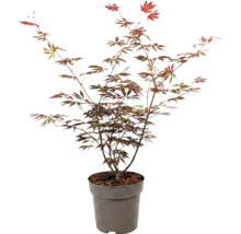 Javor dlanitolistý Acer palmatum v pěstebním květináči na zahradu.