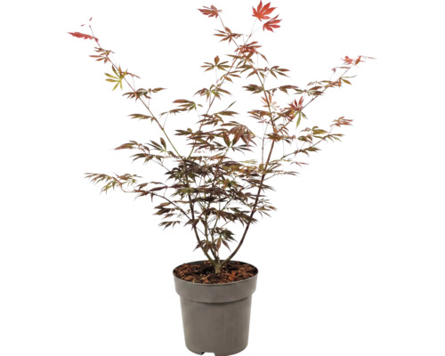 Javor dlanitolistý Acer palmatum v pěstebním květináči na zahradu.