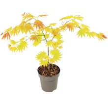 Javor dlanitolistý Acer palmatum Orange Dream v šedém plastovém květináči se žlutooranžovými listy.