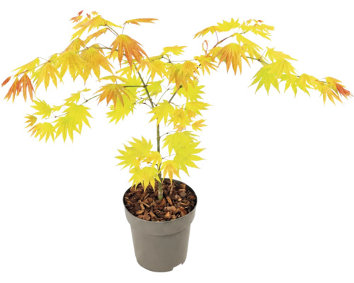 Javor dlanitolistý Acer palmatum Orange Dream v šedém plastovém květináči se žlutooranžovými listy.