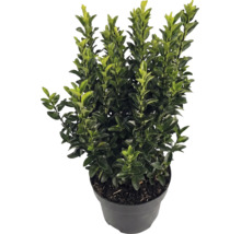 Cesmína vroubkovaná Ilex crenata Luxus v černém květináči, stálezelený keř s malými lesklými listy.