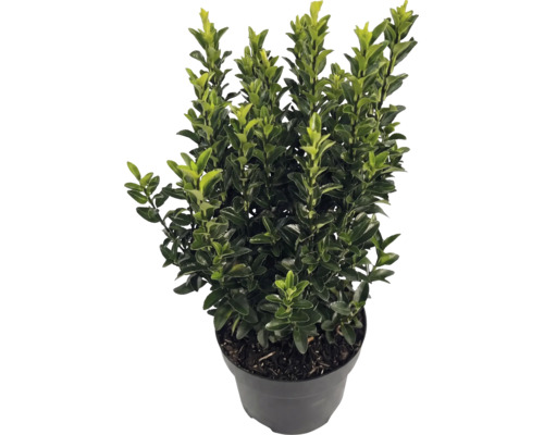 Cesmína vroubkovaná Ilex crenata Luxus v černém květináči, stálezelený keř s malými lesklými listy.