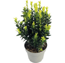 Brslen japonský Euonymus japonicus s dvoubarevnými listy v šedém plastovém květináči.
