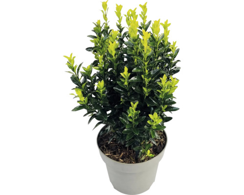 Brslen japonský Euonymus japonicus s dvoubarevnými listy v šedém plastovém květináči.