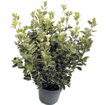 Brslen japonský Euonymus japonicus s bílo-zelenými panašovanými listy v šedém květináči.